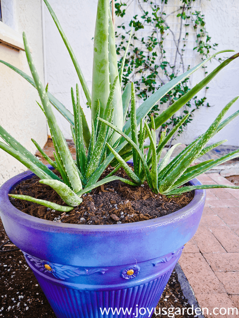 Planting Aloe Vera in Pots: Plus the Soil Mix to Use