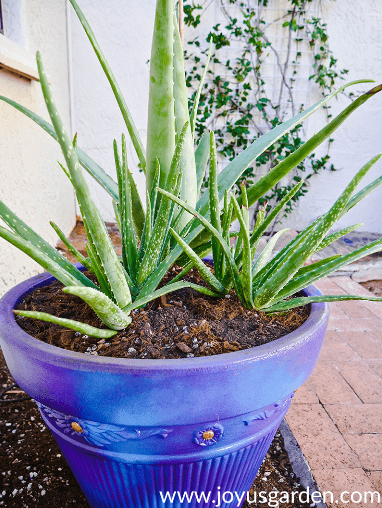 aloe vera plants growing outdoors in a purple/blue pot