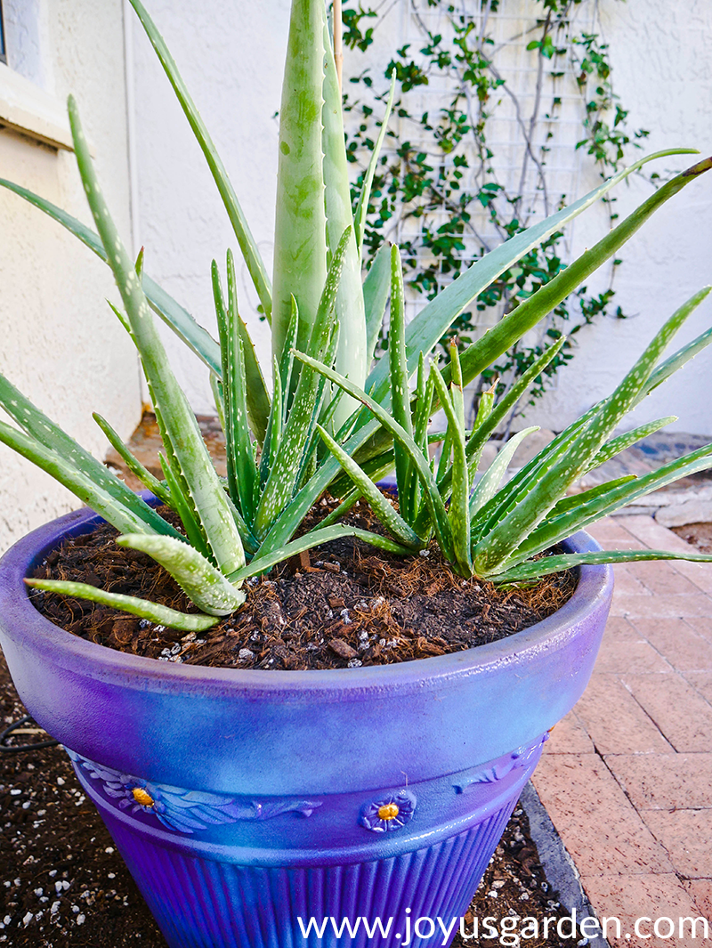 aloe vera plants growing outdoors in a purple/blue pot