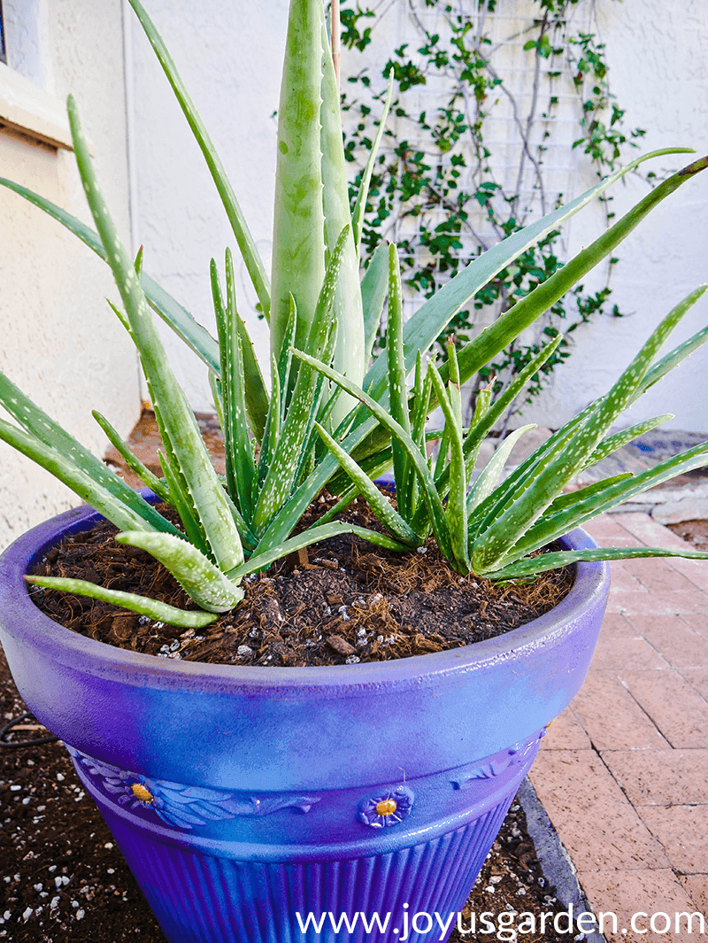 The Best Tip for Filling Large Outdoor Planters - So Much Better With Age