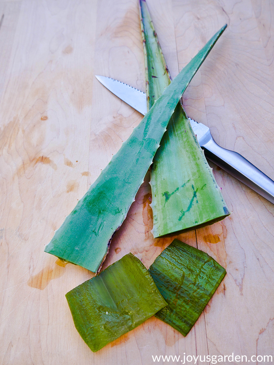 2 large aloe vera leaves sit on top of a knife with 2 small cut pieces of aloe vera right below