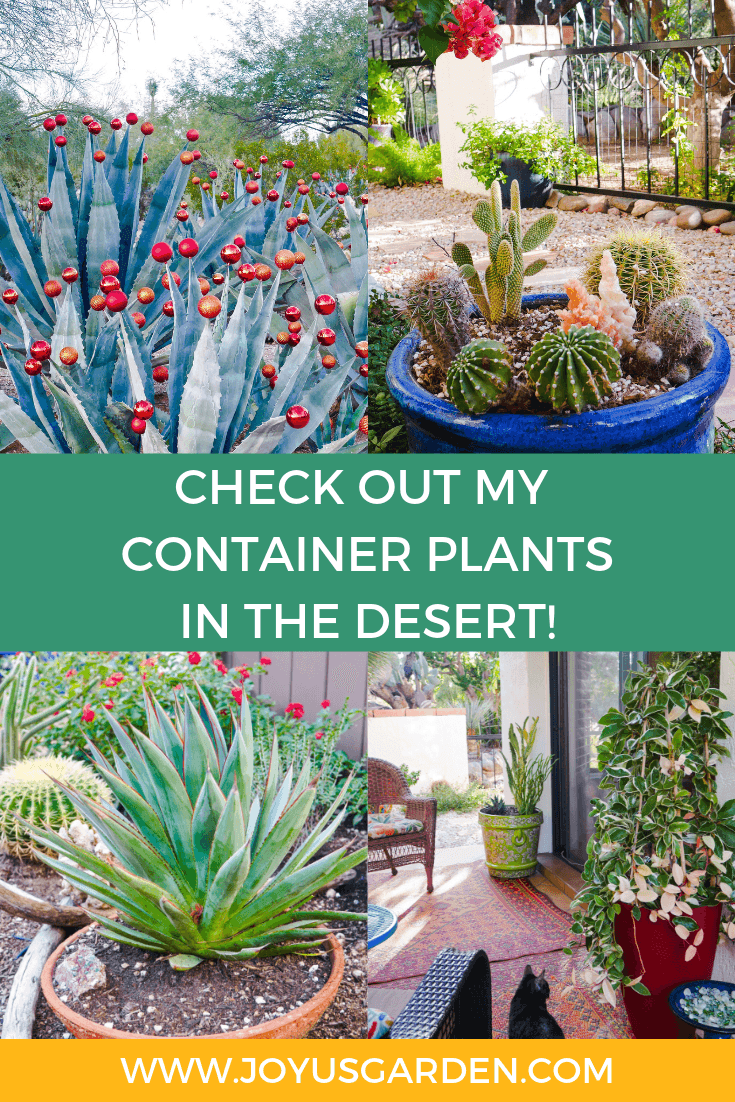 Take A Tour Of My Container Plants In The Desert