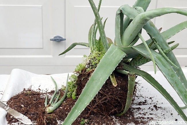 an aloe vera plant with no container & broken leaves & pups sits on a potting table 