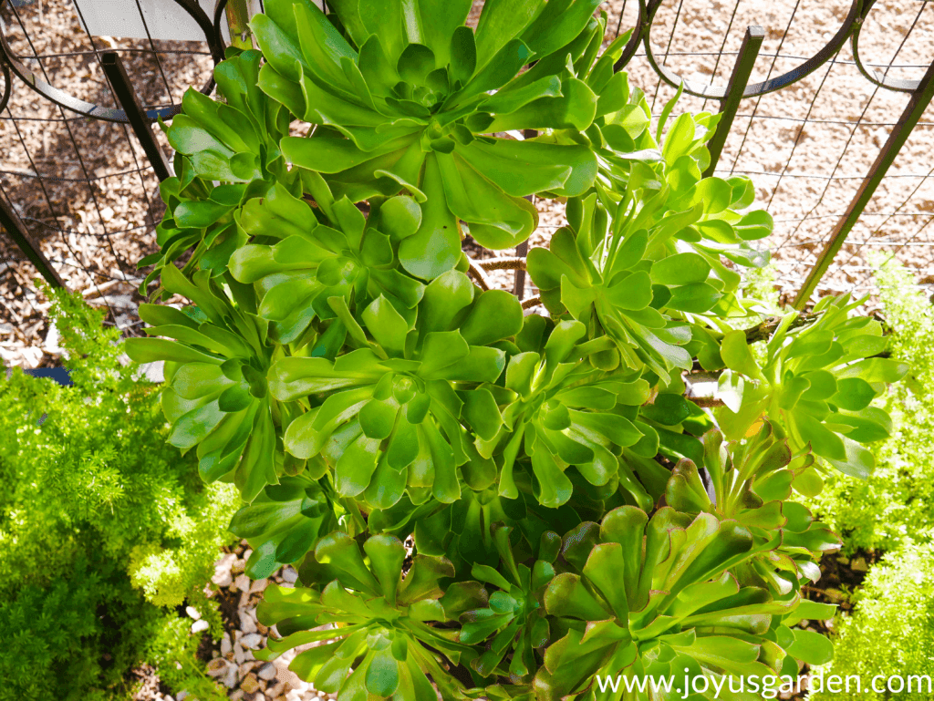 looking down on large green aeoniums growing in a pot