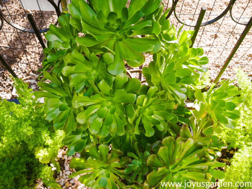 looking down on large green aeoniums growing in a pot