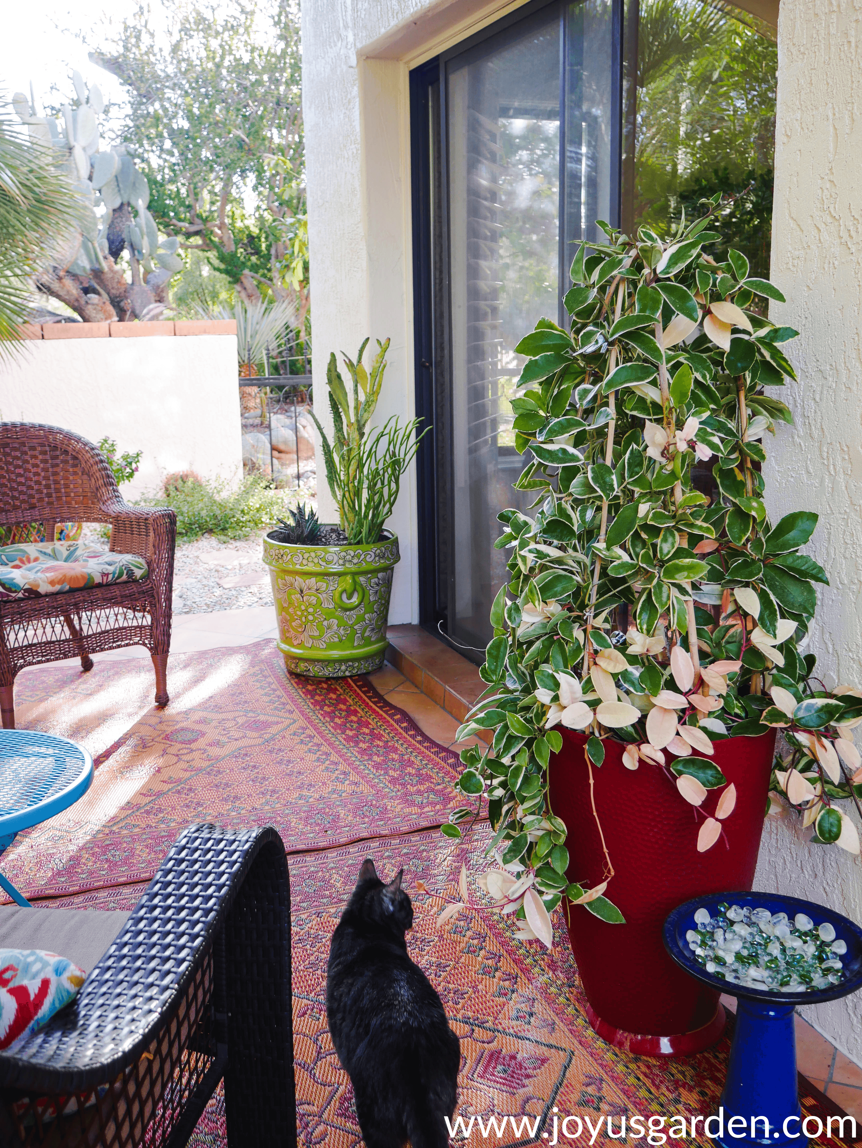 a variegated hoya & a mixed cactus pot grow on a patio with a small grey cat walking by