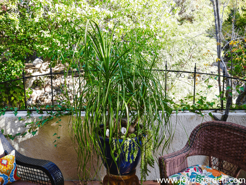 a large 3-headed ponytail palm grows in a large blue pot on a patio with greenery in the background