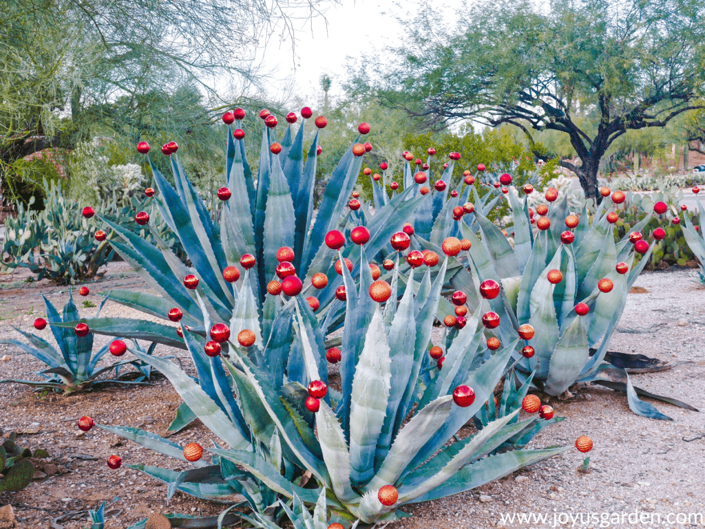 large blue agaves in the desert with red christmas balls on the top of each leaf