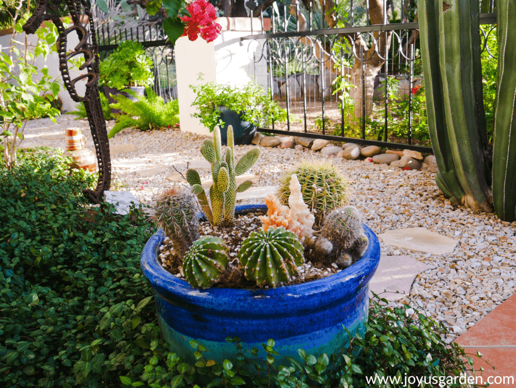 assorted cacti grow in a large blue ceramic pot in the garden with plants in the background