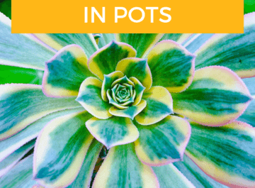 close of up a large green & white variegated aeonium the text reads What You Need To Know About Transplanting Succulents In Pots