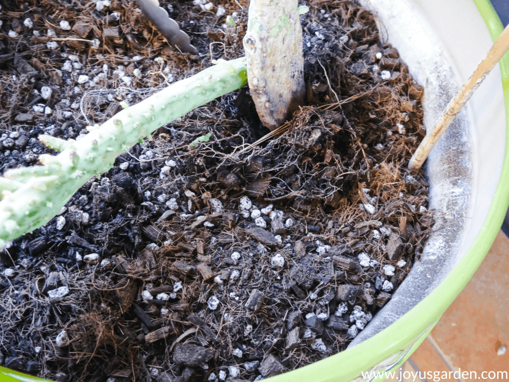 close up of the small root ball of an opuntia cactus