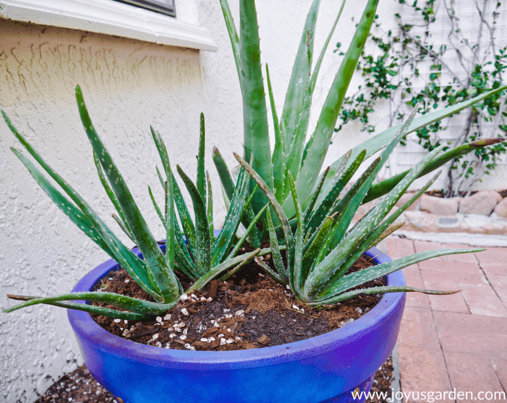 close up of 3 aloe vera plants in a purple/blue pot