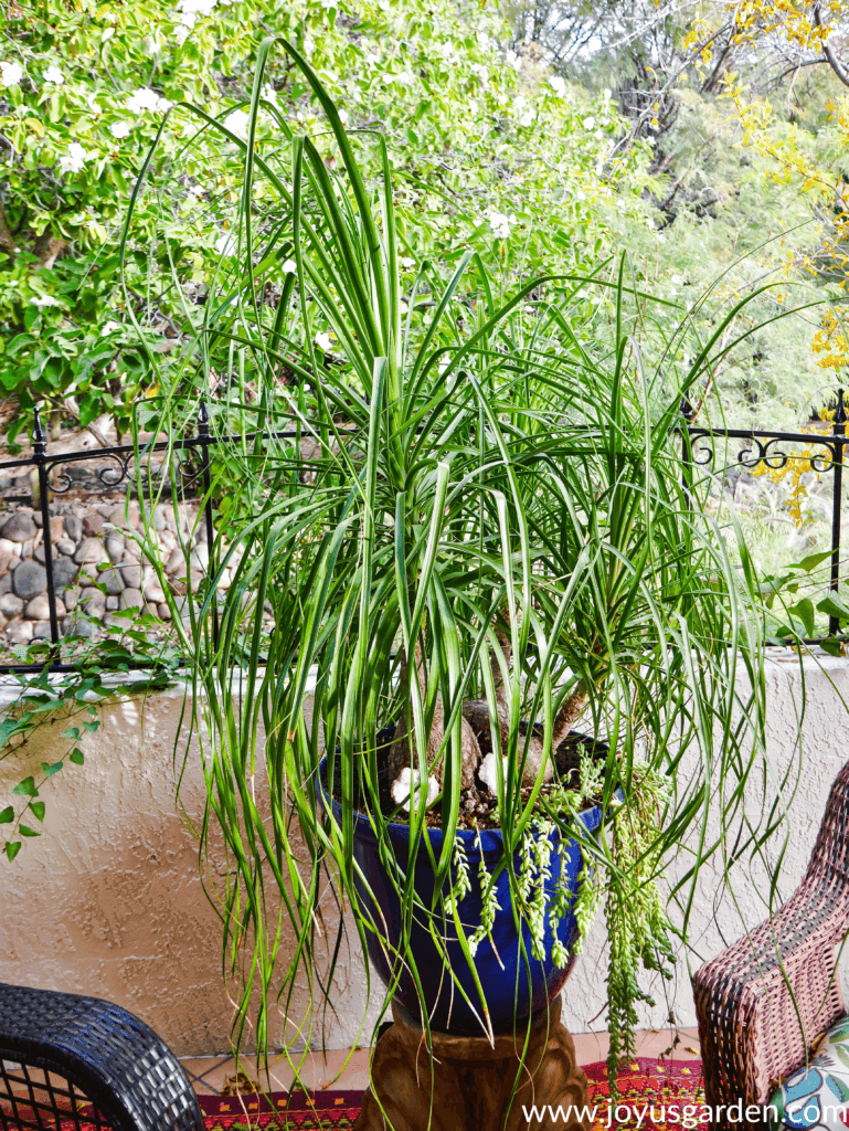 a large 3-headed ponytail palm in a large blue pot sits on a patio