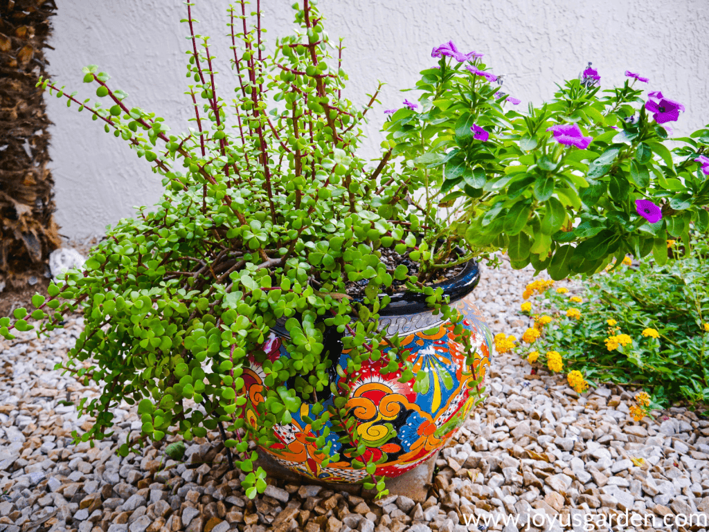 an elephant's food plant & violet annual vinca grow in a very colorful talavera pot