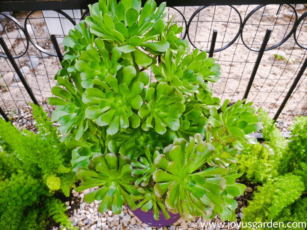 close up of large aeonium succulent plants