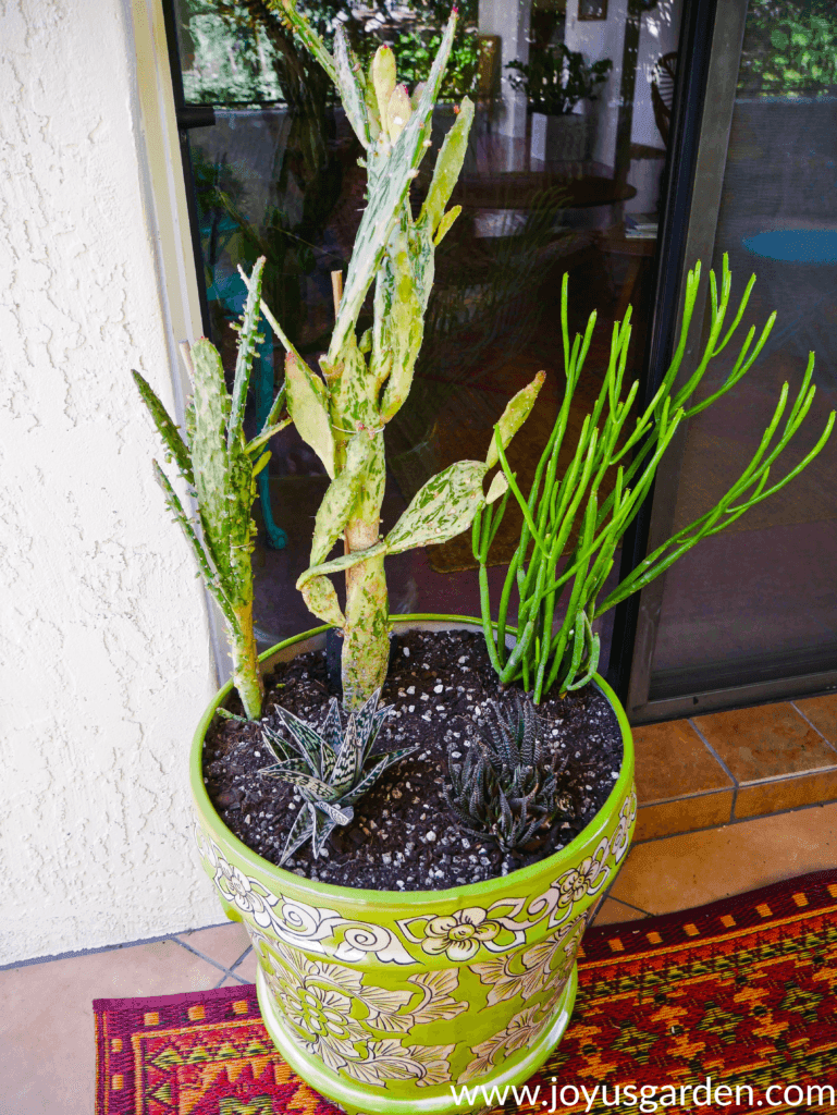 A variety of succulents and cacti are potted in a green decorative pot.