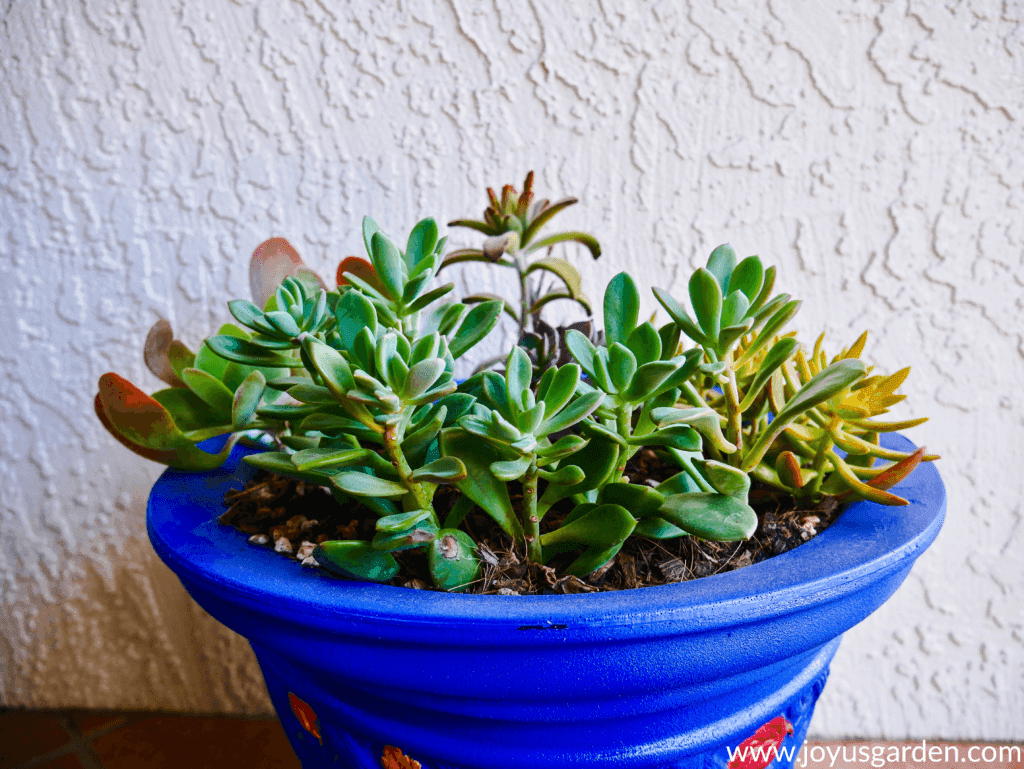 Close up of small succulent plants in a bright blue pot, this is the finsished product of transplant succulents in pots.