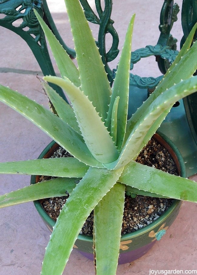 close up of a large aloe vera plant in a purple & green container on a patio