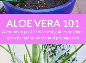 aloe vera