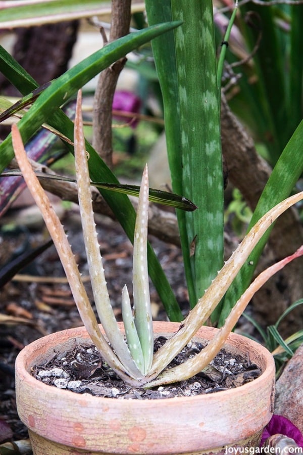 close up of an aloe vera plant pup with brownish leaves