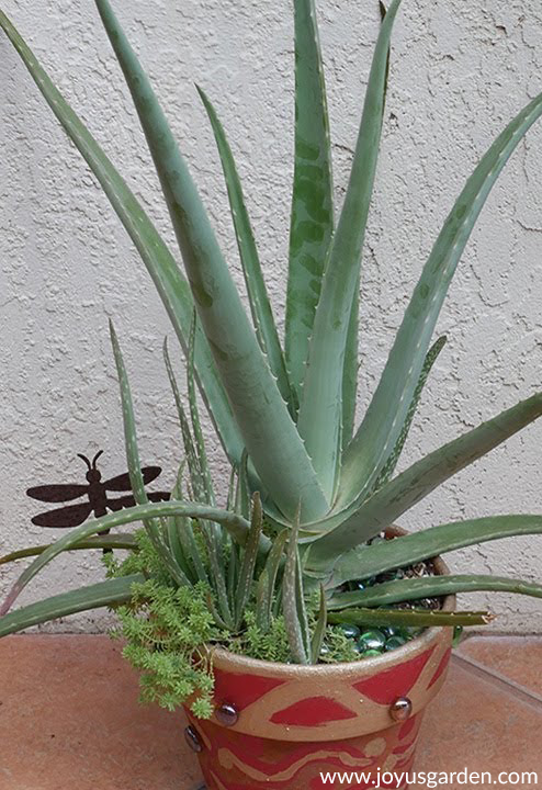 close up of an aloe vera plant with babies at the base in a red & gold pot