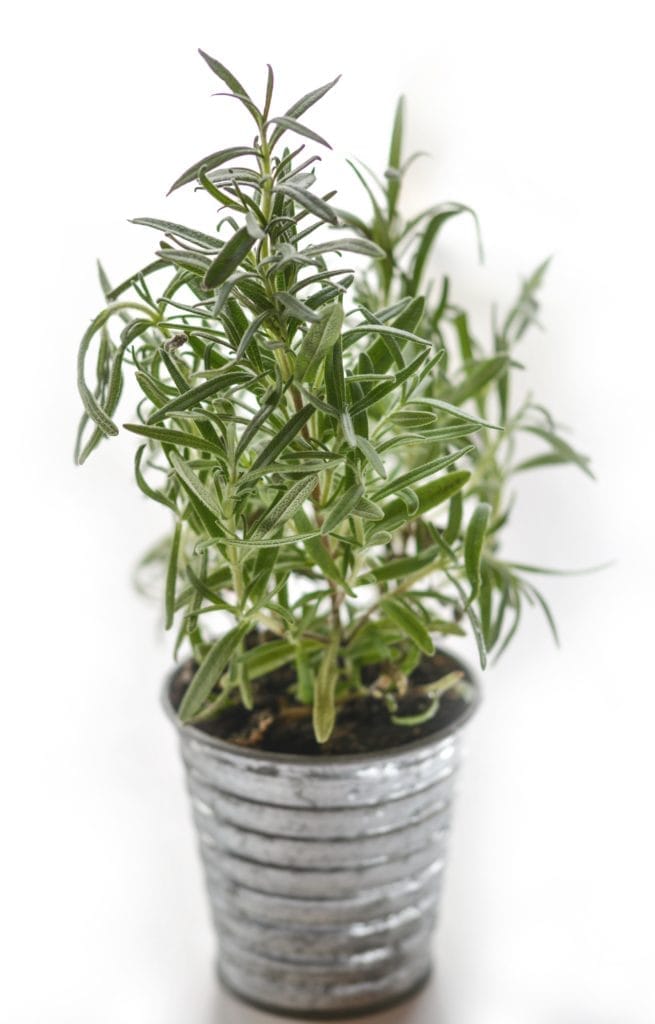 Rosemary Dried Herbs for Candle Making