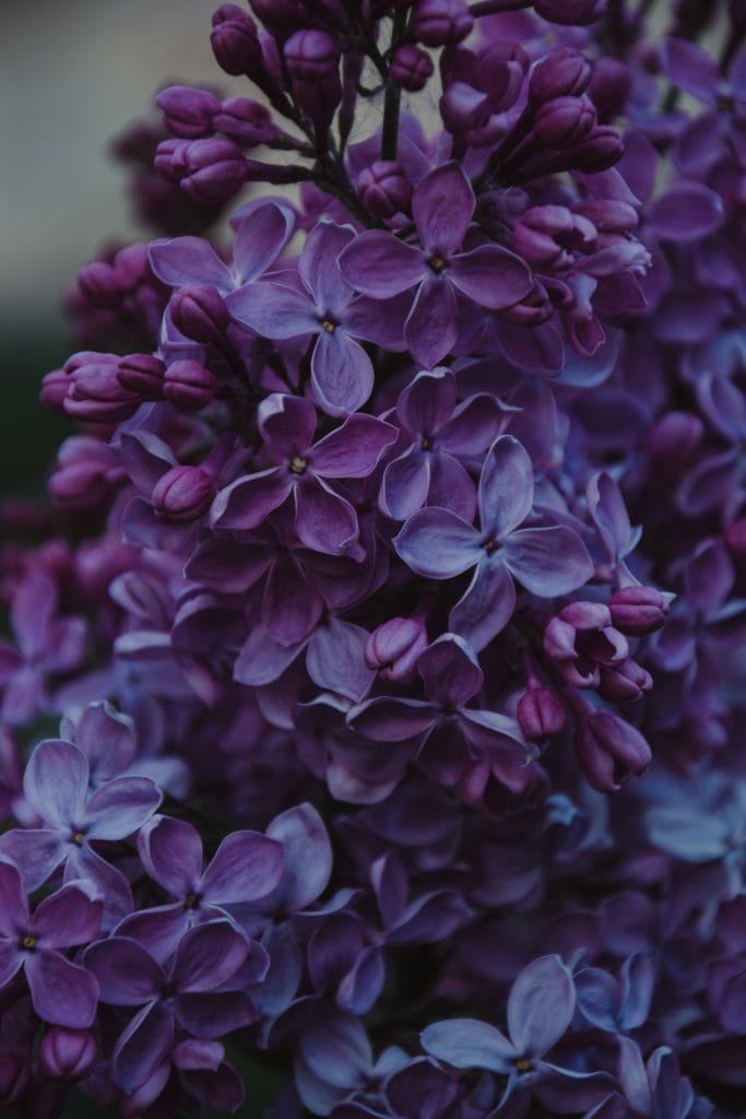 Lilac Dried Herbs in Candle Making