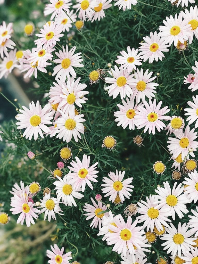 Chamomile Dried Herbs in Candle Making