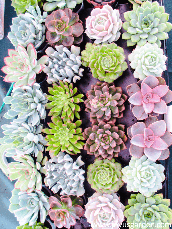 Close up of a colorful tray of mixed succulents in many colors & textures.