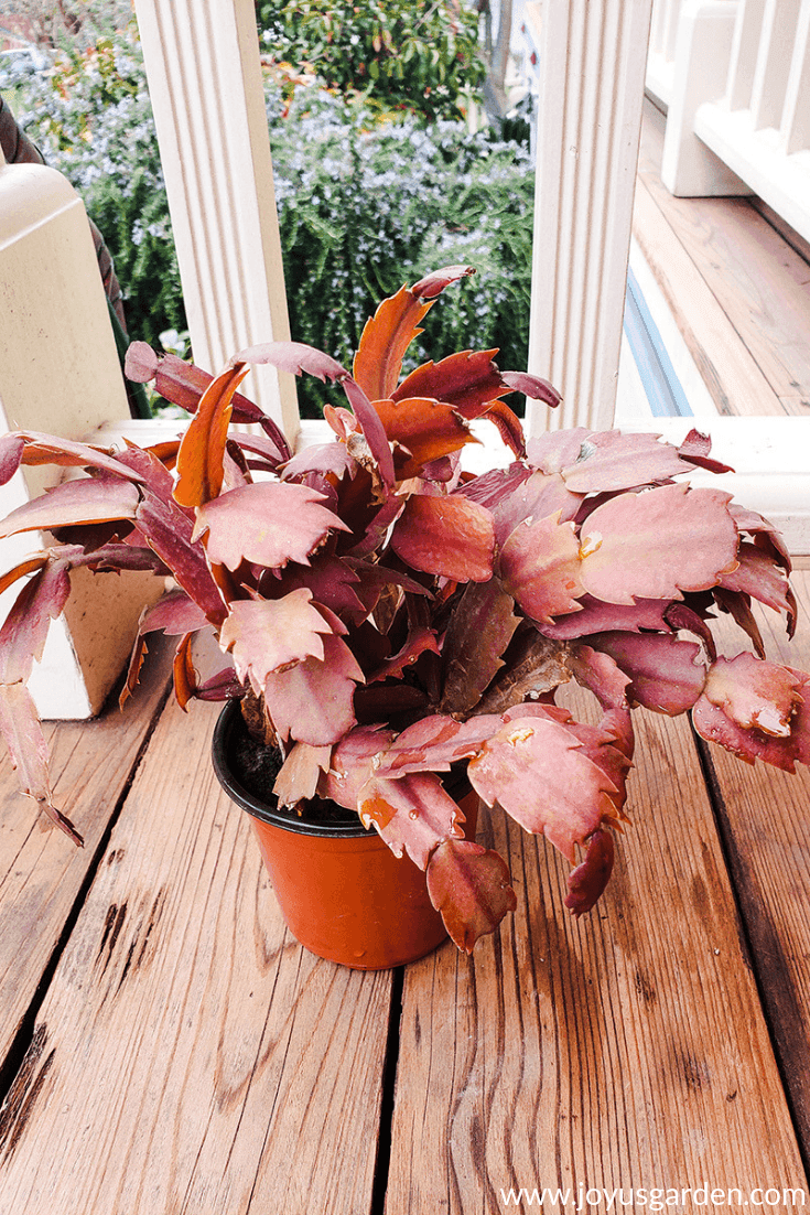 What Causes Christmas Cactus (Thanksgiving, Holiday) Leaves To Turn Orange?