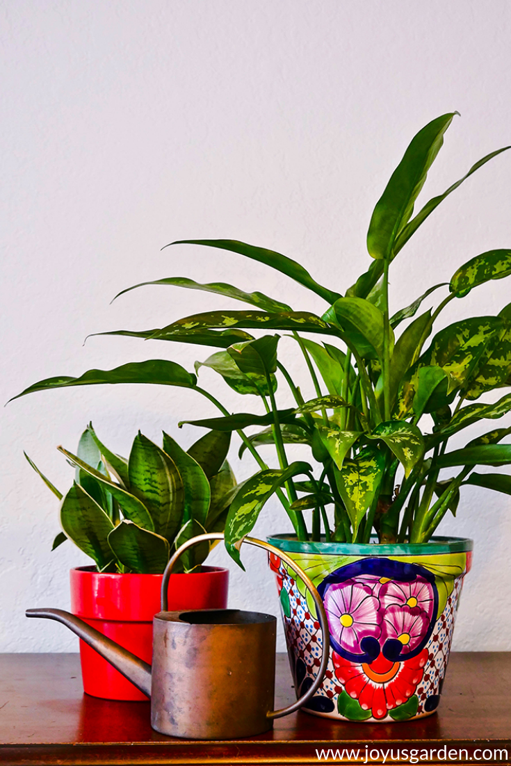 a small copper watering can sits in front of a snake plant in a red pot & a chinese evergreen in a talavera pot