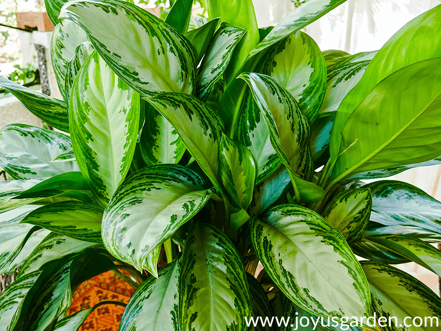 close up of the large leaves of an aglaonema silver bay