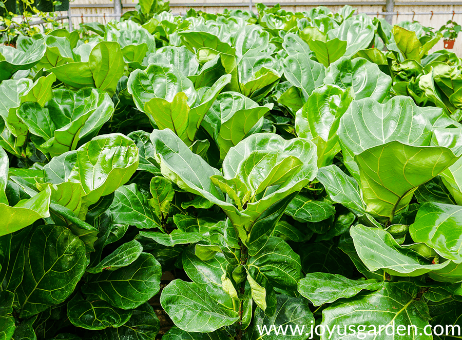 rows of fiddleleaf figs in a greenhouse