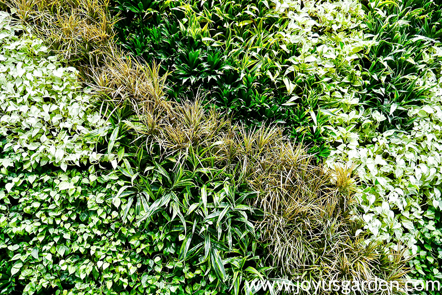 a living wall of houseplants