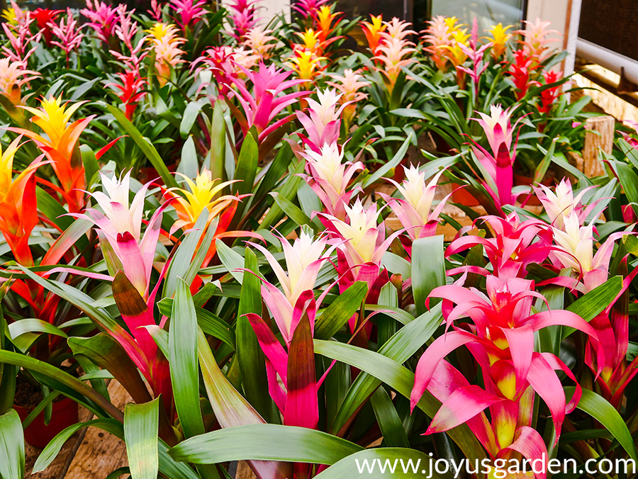 many colors of guzmania bromeliads in bloom in a greenhouse