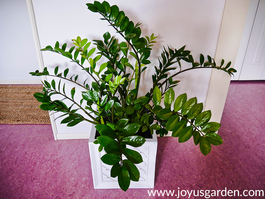 looking down on a large zz plant with glossy leaves in a square white pot