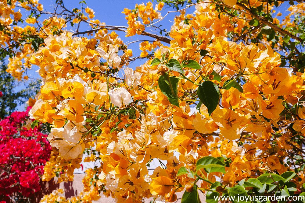 a yellow-gold bougainvillea gold rush in full bloom next to a red bougainvillea against a beautiful blue sky