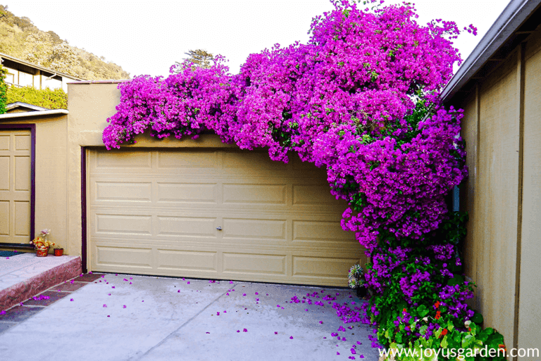 How to Care for Bougainvillea in Winter (2024 Guide)