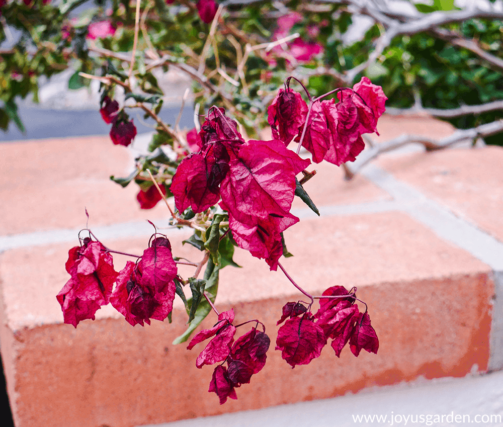 close up of the leaves & flowers of a red-rose bougainvillea that has been hit by freeze