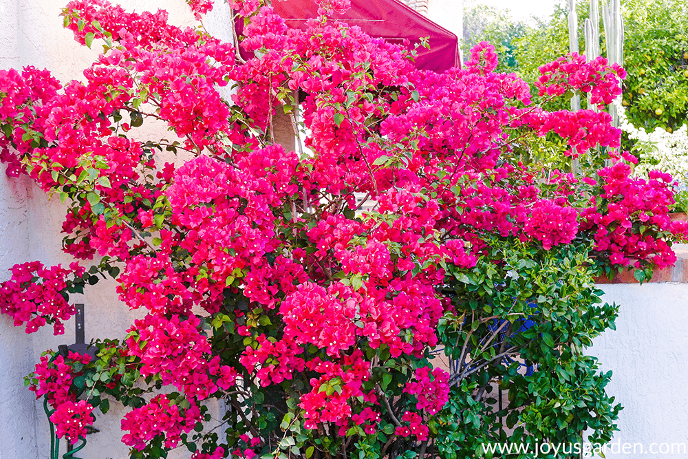 a beautiful red-rose Bougainvillea  Barbara Karst pruned in large shrub form in full bloom