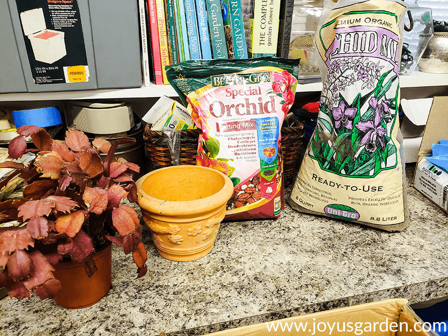 a small christmas cactus which has turned orange/bronze all over sits on a potting bench next to a clay pot & 2 bags of orchid potting mix