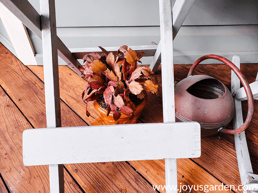 a christmas cactus whose foliage has turned orange/bronze sits under a table next to a copper watering can