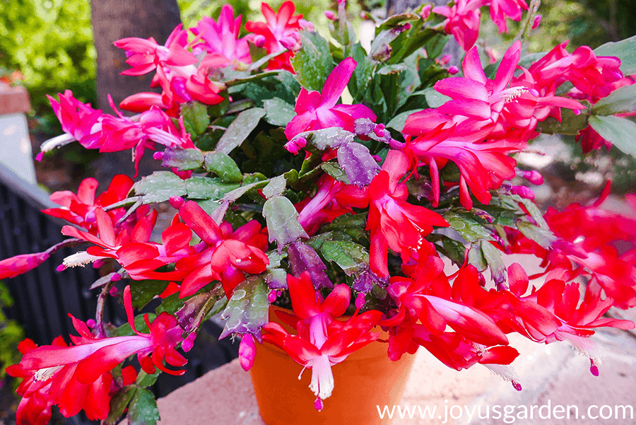 a christmas cactus (thanksgiving cactus) covered in red flowers grows in a terra cotta pot