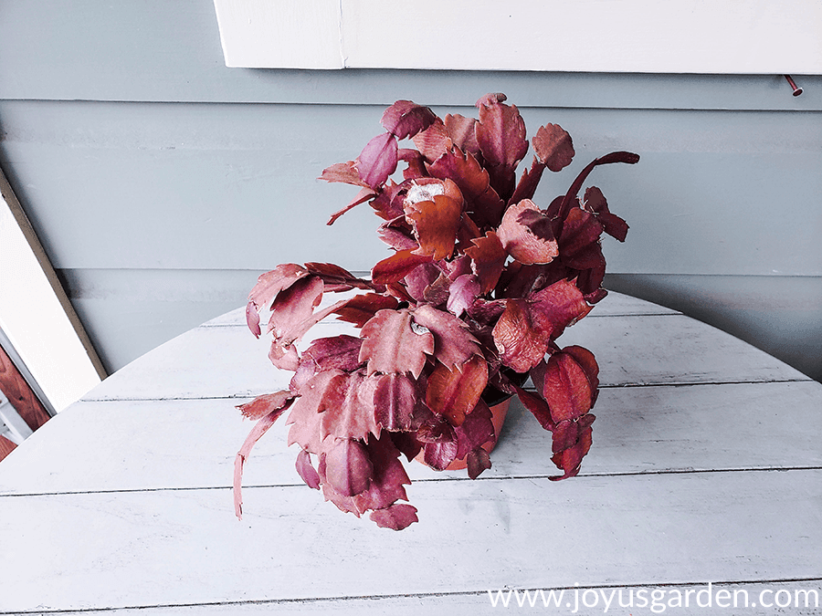 a small christmas cactus which has turned orange all over sits on a table 