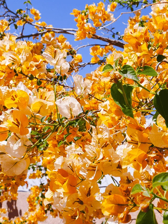 Bougainvillea In Winter