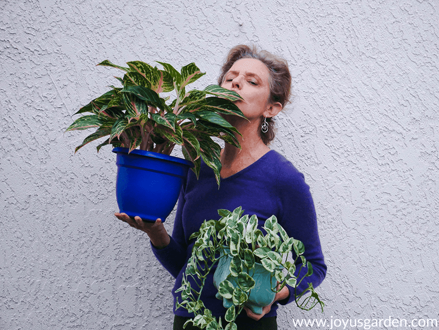 nell foster of joy us garden holds an aglaonema red & a pothos en joy