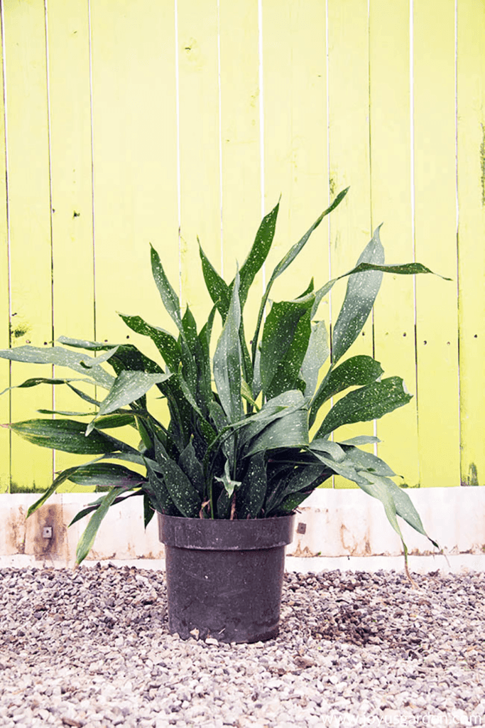 a dwarf cast iron plant in a black grow pot sits in front of a yellow wall