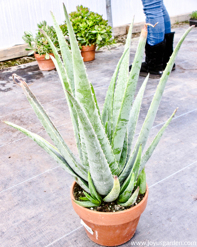 an aloe vera plant with small babies growing in a clay pot sits on the ground in a greenhouse