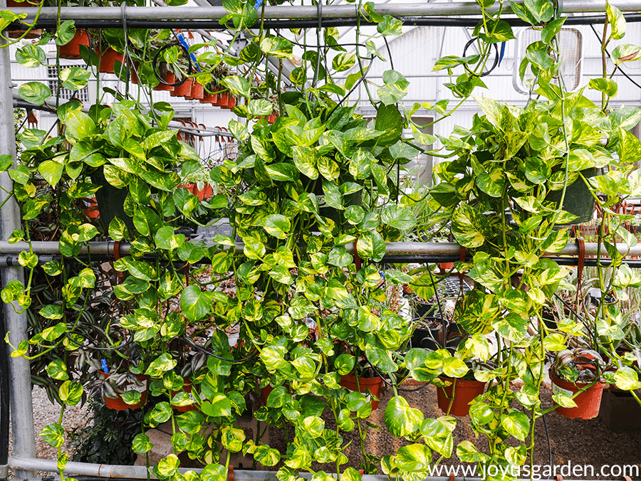 golden pothos with long trails hang on a pipe in a greenhouse