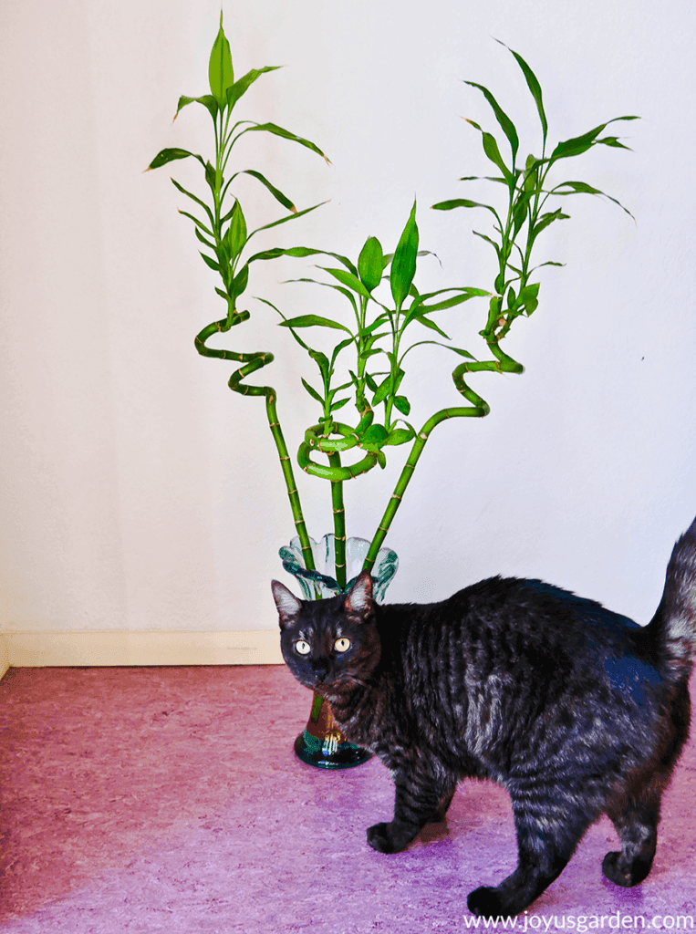 a vase with 3 spiral stems of lucky bamboo sits on the floor behind a grey tabby cat